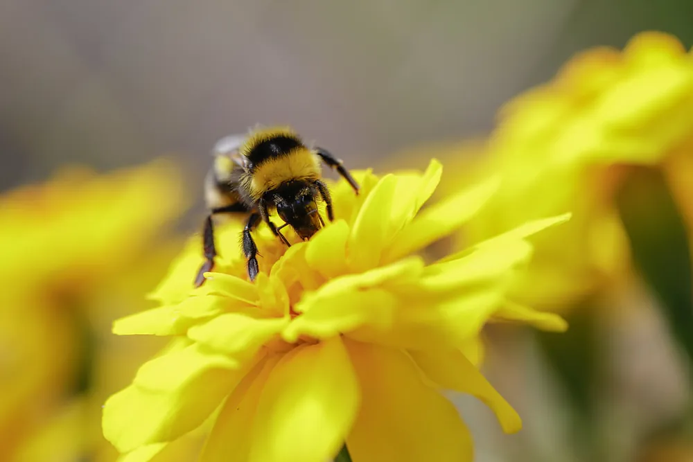 Nature préservée autour du gîte