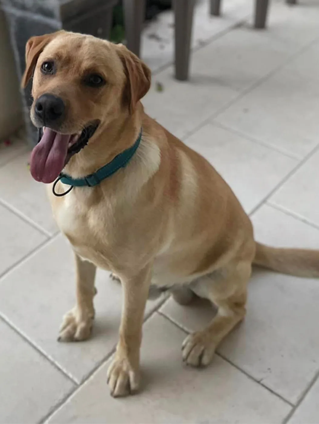 Un chien accepté au gîte